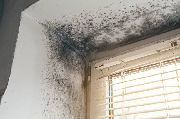 Affordable Bathroom Mold Removal solutions in Ashland, NJ
